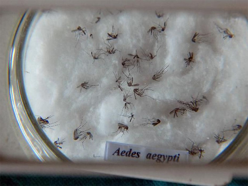 Departamento de Saúde alerta população sobre cuidados com criadouros do Aedes aegypti