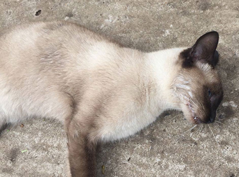 Cães e gatos estão sendo envenenados com chumbinho em Paraguaçu Paulista