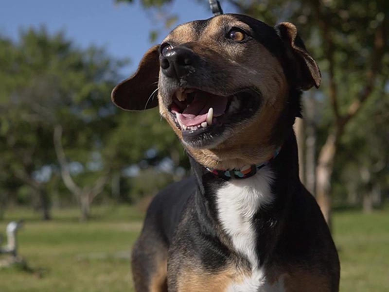 Câmara aprova projeto para condução responsável de cães em Paraguaçu Paulista