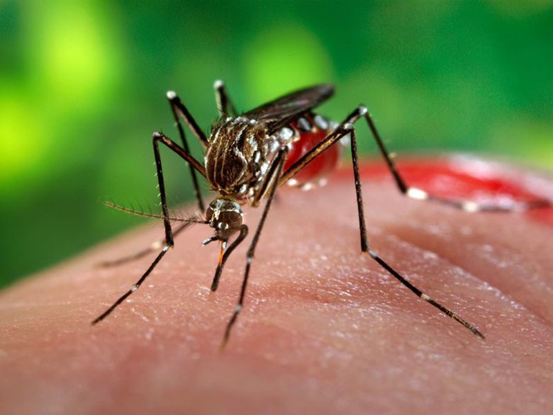 Paraguaçu já tem quase 200 notificações de dengue apenas em 2020