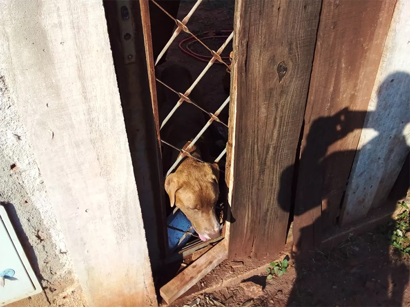 Após abandonar cães à própria sorte, homem recebe multa de R$ 6 mil em Teodoro Sampaio