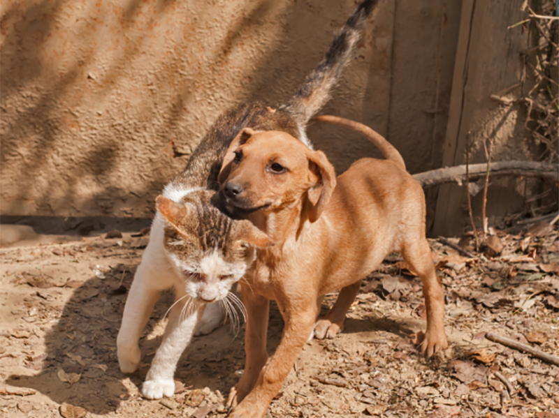 Neste sábado tem vacinação e castração de cães e gatos na quadra Elzinha