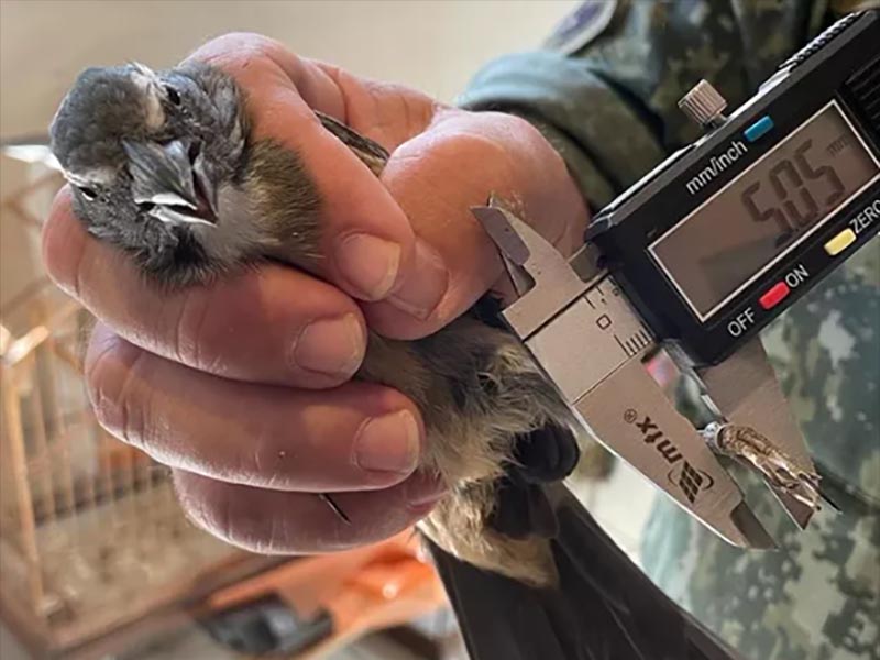 Idoso é autuado em R$ 2 mil por manter aves em cativeiro com anilhas falsificadas, em Rancharia