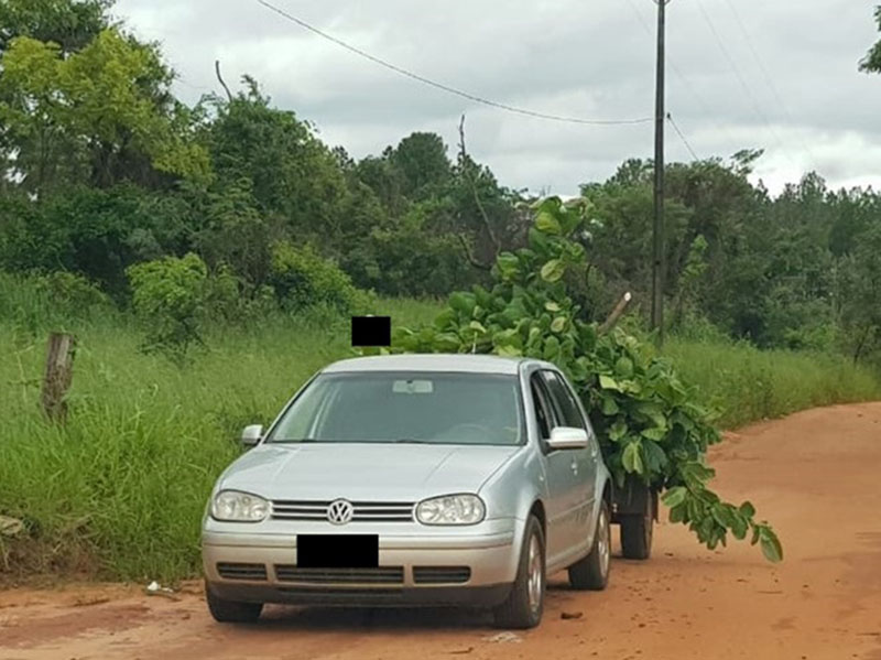 Após denúncia, morador é notificado por descarte irregular de poda de árvore