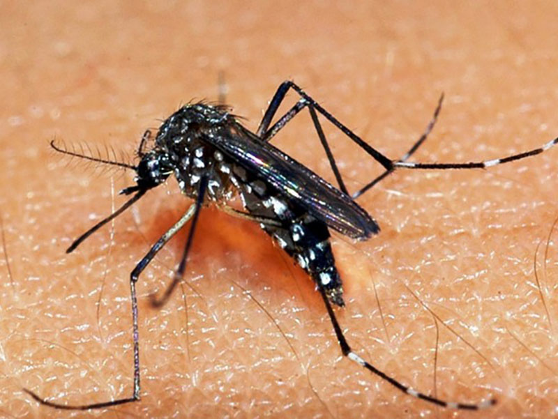 Paraguaçu Paulista tem 553 casos positivos de dengue