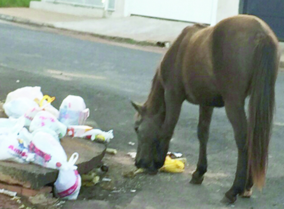 Prefeitura mantém serviço de recolhimento de animais de grande porte solto nas vias