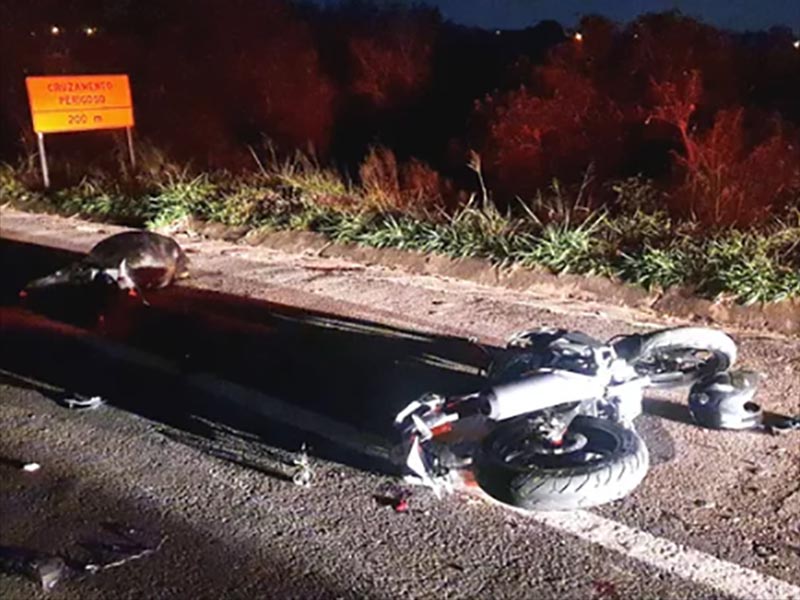 Motociclista atropela animal solto na pista e morre em vicinal de Lins