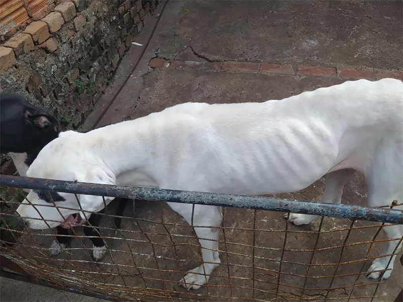 Cachorro com magreza excessiva, anemia e doença do carrapato é localizado em residência de Rancharia