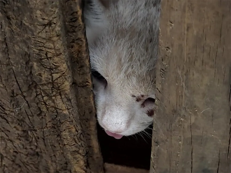 Gato desaparecido é visto dentro de armadilha e vizinho acaba autuado em R$ 3 mil em Prudente