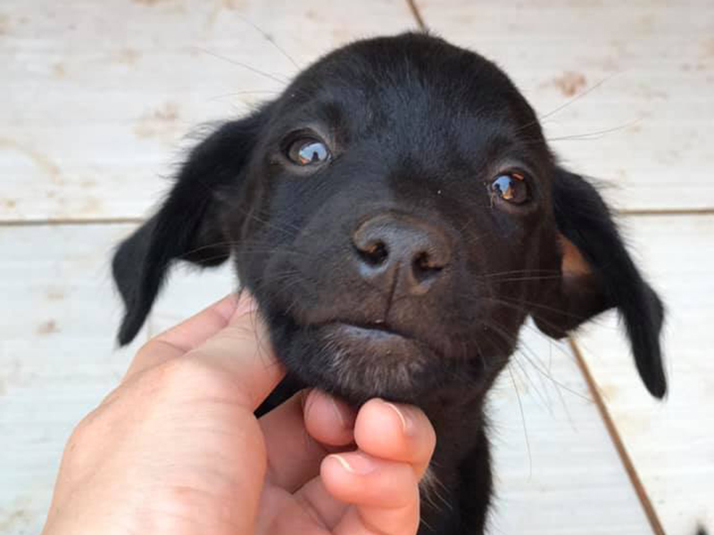 Neste sábado tem Feira de Adoção de Animais em frente a Barretto Mega Store