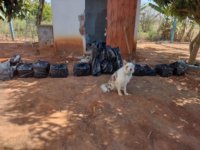 Com ajuda de cães farejadores, operação apreende mais de 230 quilos de maconha em Tupã