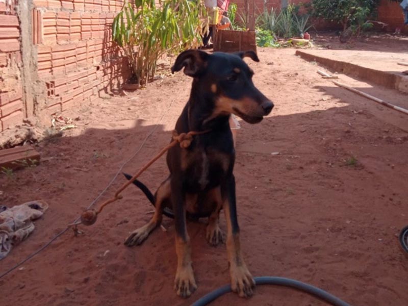 Morador que mantinha cachorro preso, em situação de maus tratos, recebe visita da Guarda Municipal