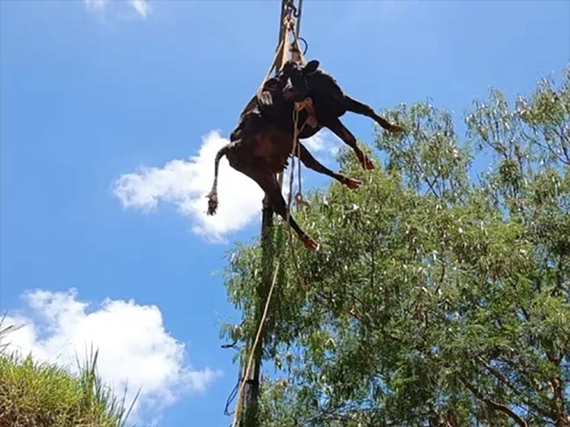 Vaca é resgatada após cair em ribanceira de 10 metros de profundidade em Tupã