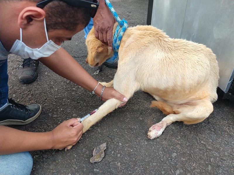 Cachorro em situação de maus-tratos é resgatado pela Polícia Ambiental em Presidente Prudente