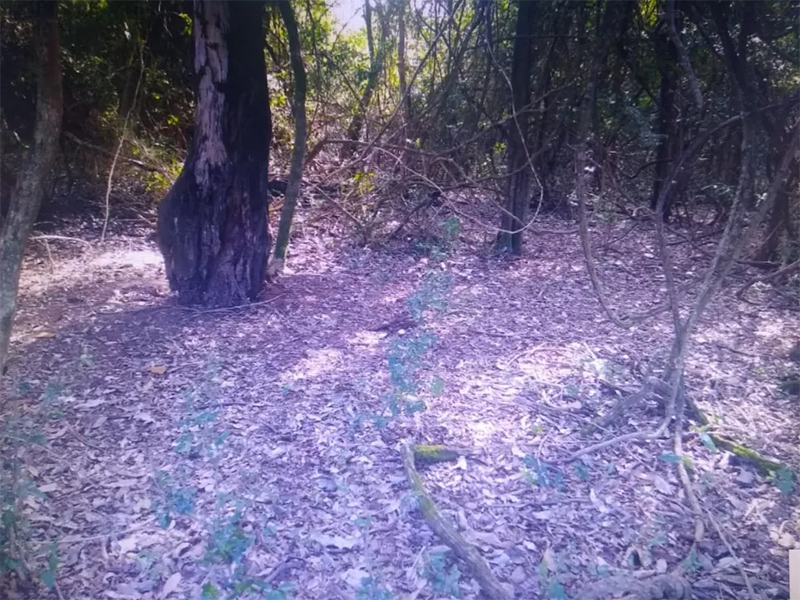 Donos de fazenda são autuados por danificar vegetação nativa de Mata Atlântica no interior de SP