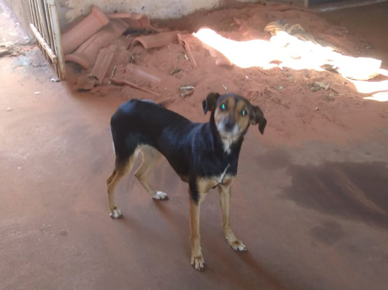 Cachorrinha de 3 anos busca uma nova família em Paraguaçu