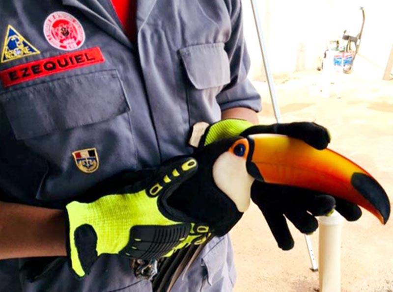 Tucano ferido é resgatado pelos bombeiros em Paraguaçu Paulista