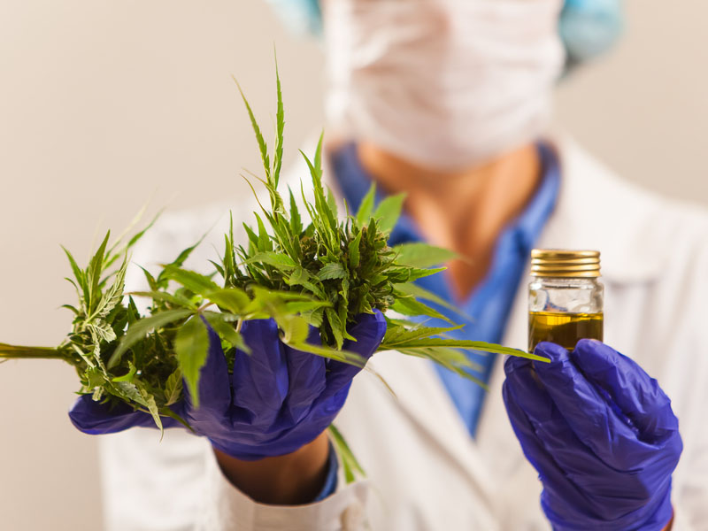 Comissão aprova proposta para legalizar o cultivo de Cannabis para fins medicinais