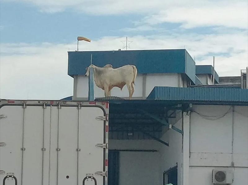 Boi é flagrado em cima de telhado de frigorífico em cidade da região