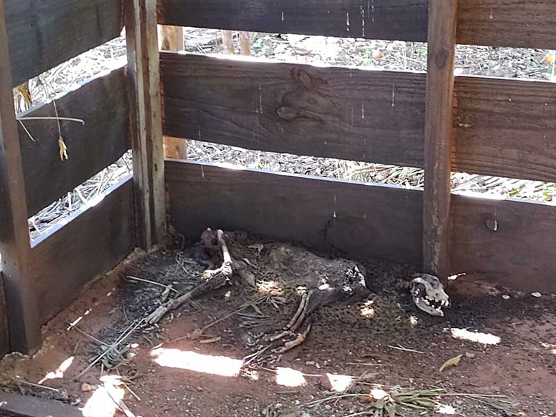 ONG Proteção Animal e Polícia Civil averiguam situação de maus tratos em Paraguaçu