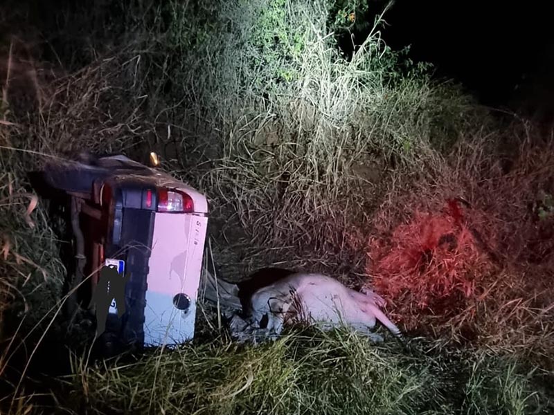 Morador de Paraguaçu Paulista é preso após ser flagrado furtando gado em Rancharia