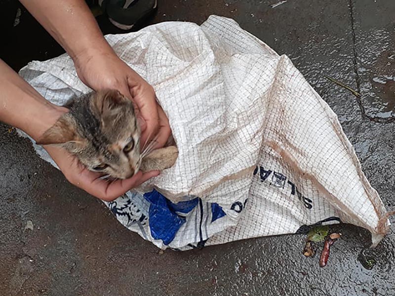 Condutor arremessa gatinho pela janela do carro e foge em Paraguaçu Paulista