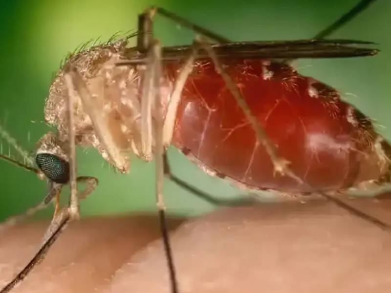 Opas eleva risco de febre do Oropouche nas Américas para alto