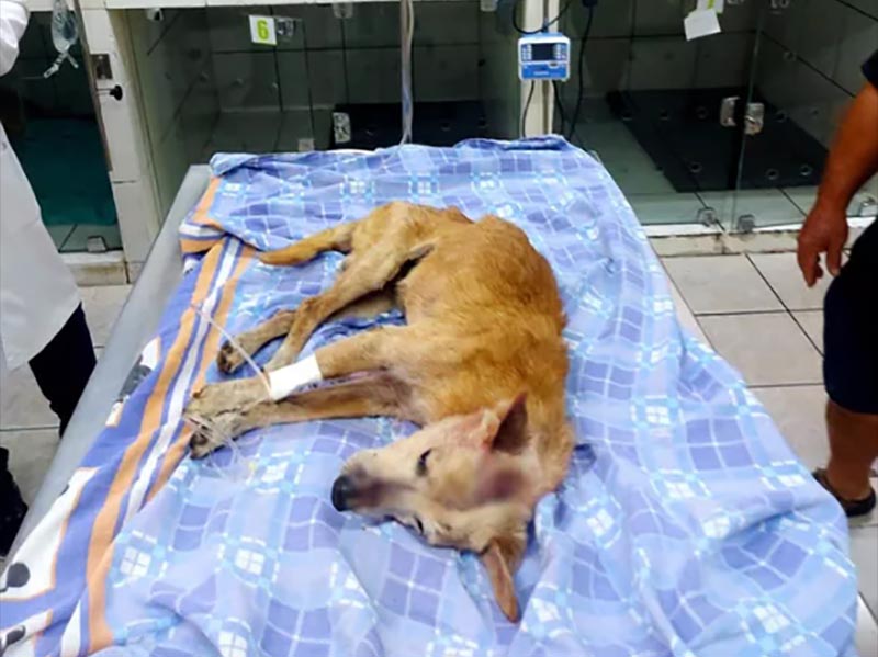 Cachorro é ferido a golpes de martelo e homem recebe multa de R$ 3 mil por maus-tratos em Prudente