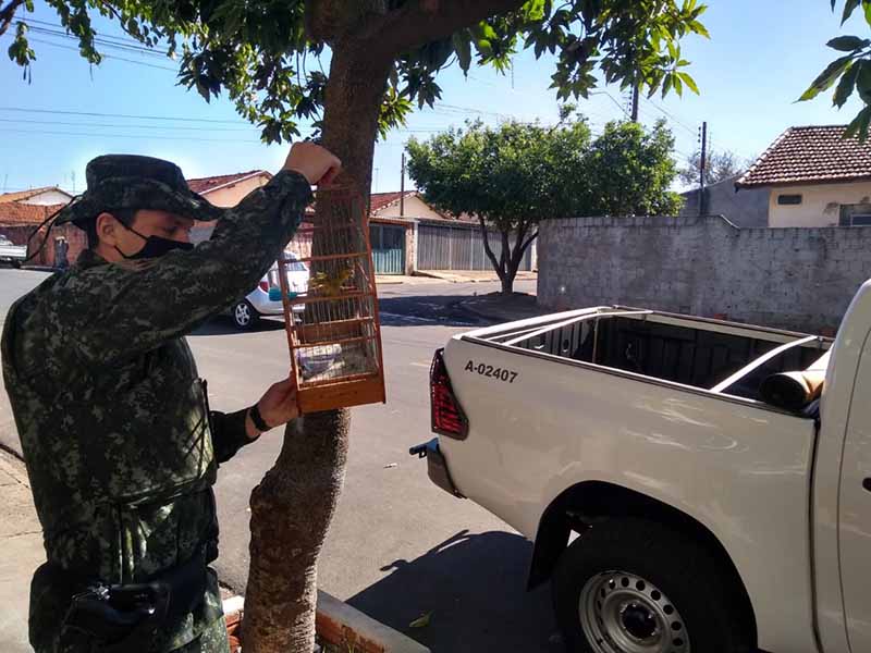 Polícia Ambiental apreende pássaros mantidos em cativeiro em Paraguaçu Paulista