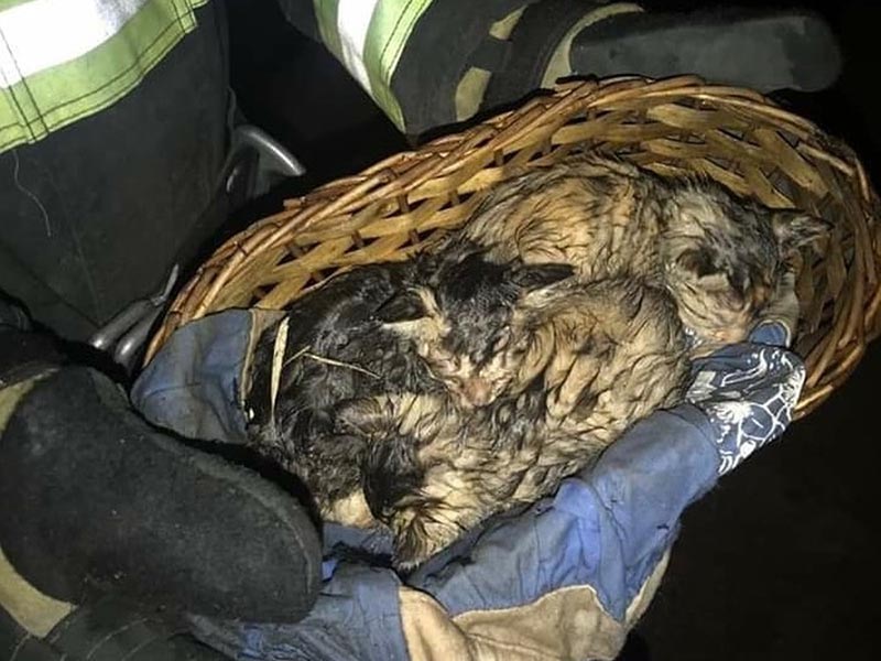 Bombeiros resgatam três gatos de casa que pegou fogo em Paraguaçu Paulista