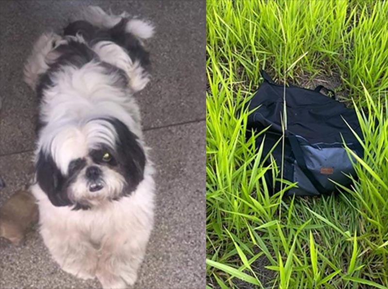 Jovem que matou Shih-tzu com golpes de madeira é multada em R$ 6 mil no interior de São Paulo