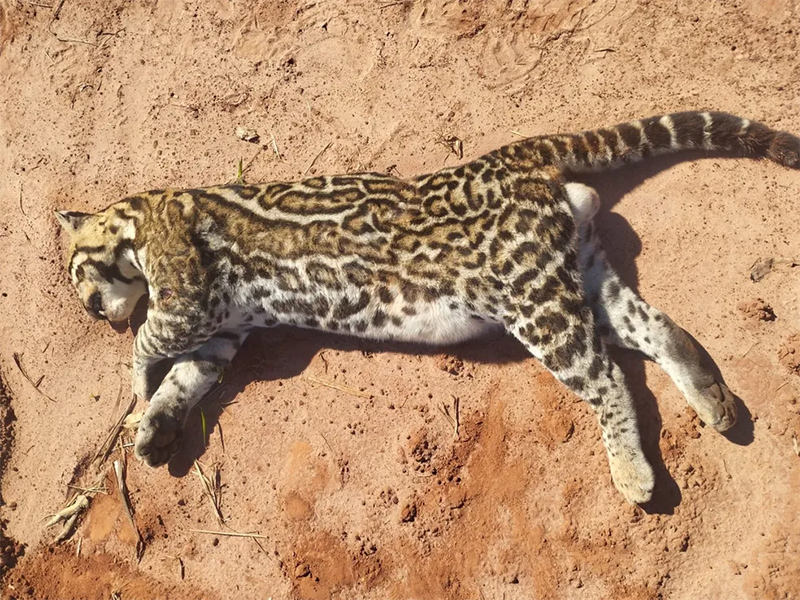 Jaguatirica morre atropelada na entrada do Balneário Municipal de Martinópolis