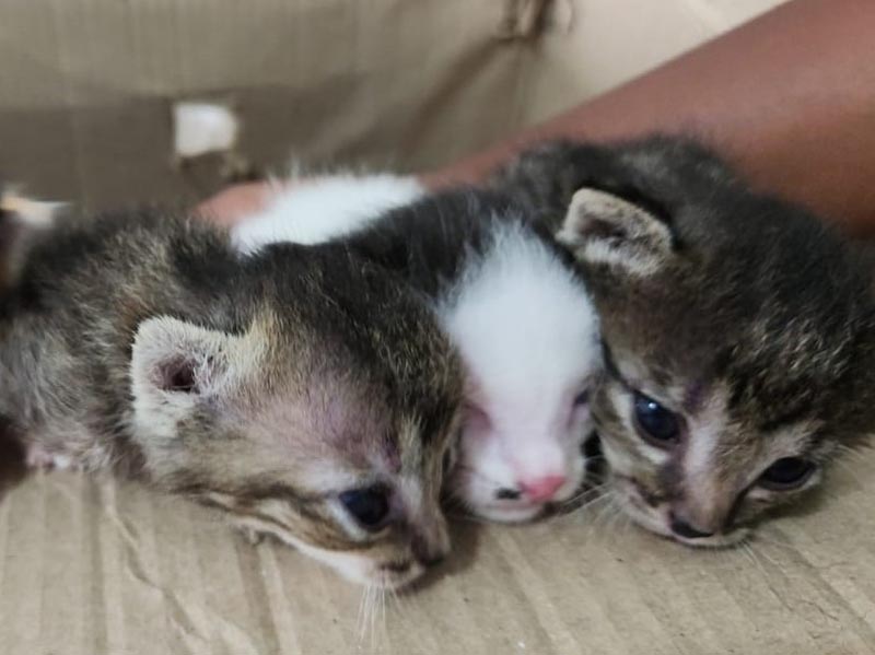 Filhotes de gatos são abandonados em obra na SP-333, em Assis