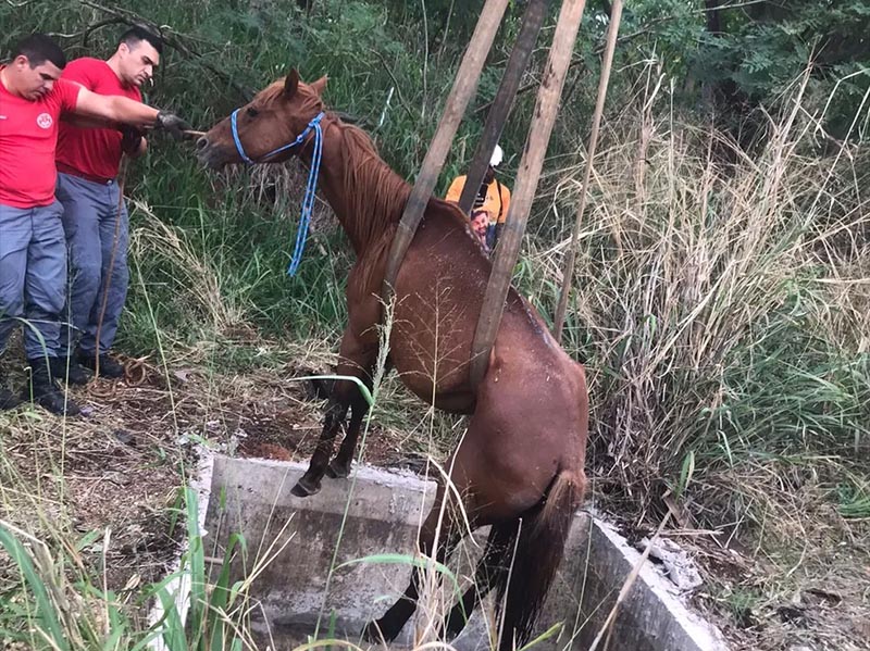 Cavalo cai em fossa e é resgatado por equipe do Corpo de Bombeiros, em Presidente Prudente