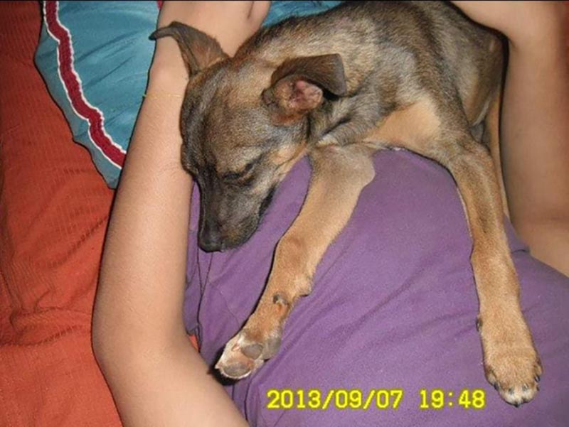 Idosa paraguaçuense sofre com o desaparecimento de cachorrinha