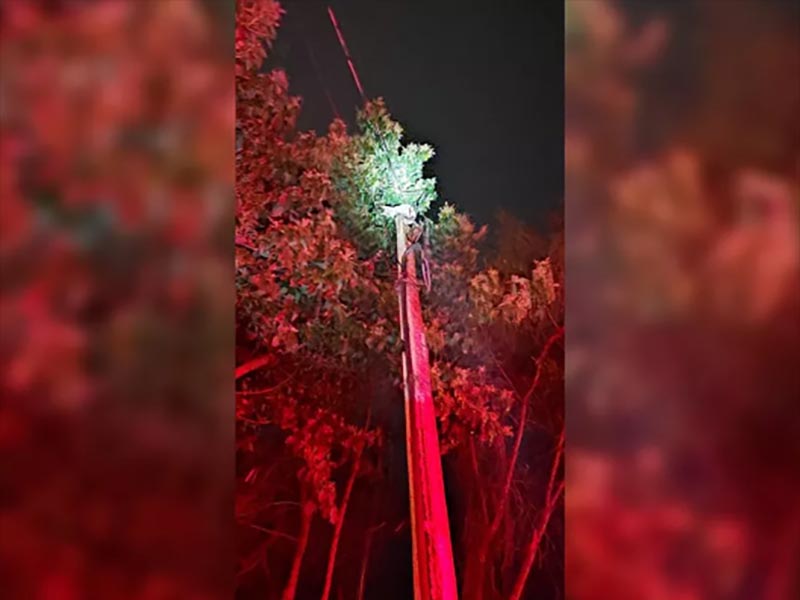 Gato fica preso no topo de poste de energia elétrica e é resgatado a 7,5 metros de altura em Marília