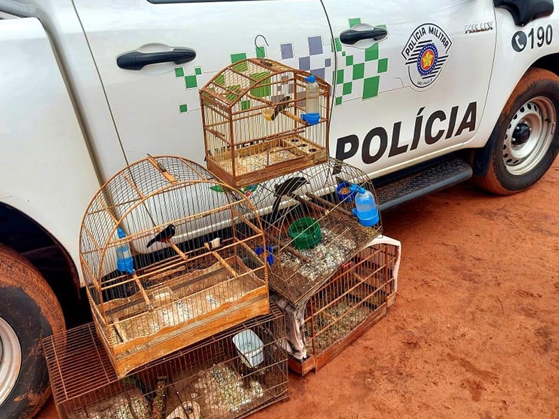 Caseiro de fazenda em Rancharia é autuado em R$ 2,5 mil por manter aves em cativeiro