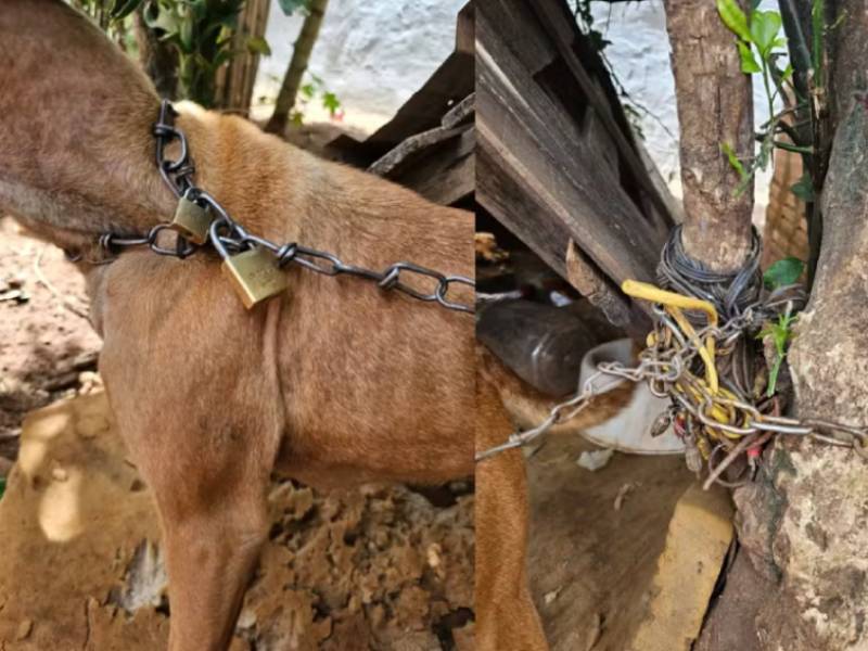 Mulher é presa em flagrante por maus-tratos após cachorro ser encontrado acorrentado em Botucatu