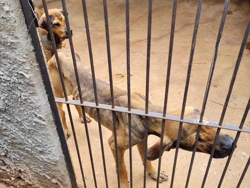 Polícia flagra mais de 140 animais em situação de maus-tratos em propriedade no interior de SP