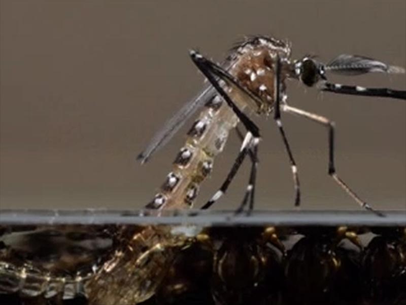 Departamento de Saúde divulga vídeo informativo sobre o mosquito transmissor da dengue