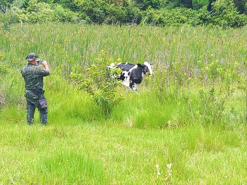 Idoso é autuado em R$ 1 mil por pastoreio de gado em Área de Preservação Permanente, em Martinópolis