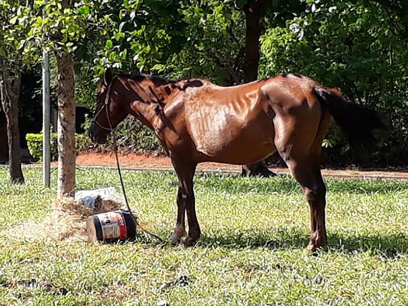 Animais de grande porte soltos nas vias podem ser recolhidos pela Prefeitura