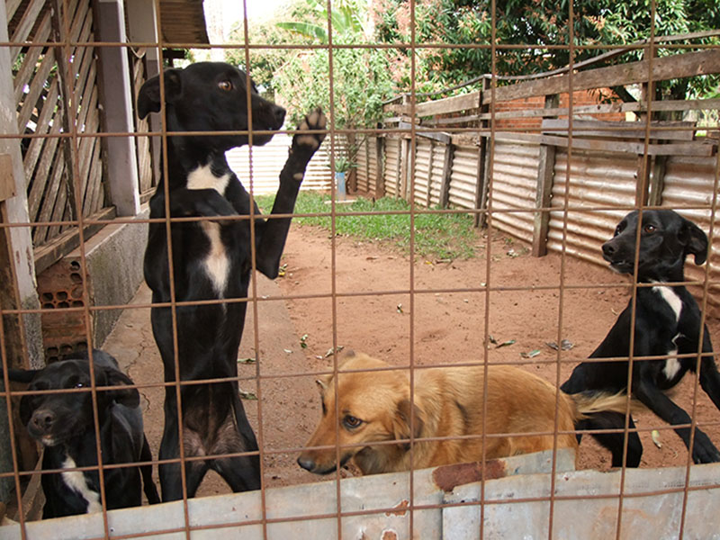 Moradora de Paraguaçu pede ajuda para a adoção responsável de cachorrinhas