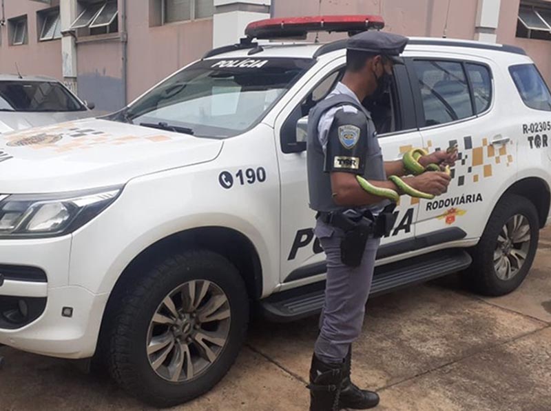 Polícia apreende duas cobras transportadas de forma irregular em bagagem de passageira de ônibus