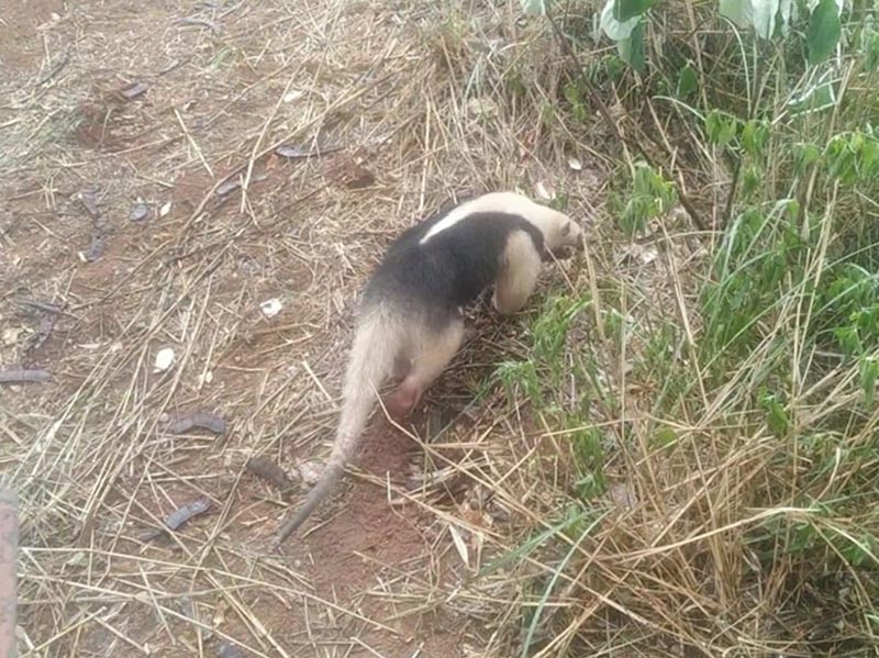 Polícia Ambiental captura Tamanduá Mirim em condomínio de Marília