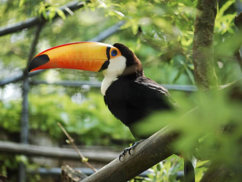 Meio Ambiente desenvolve trabalho específico com animais silvestres encontrados em Paraguaçu