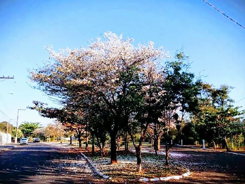 Semana começa cheia de cores e flores em Paraguaçu Paulista