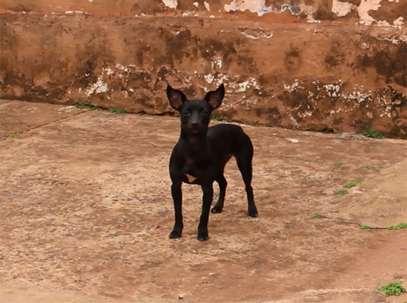 Prefeitura desenvolve campanha para reduzir número de animais de rua em Paraguaçu