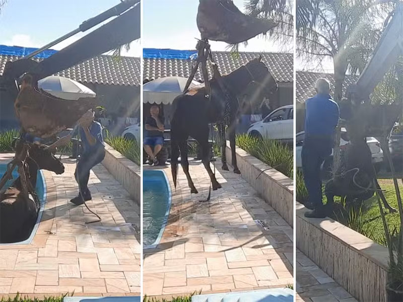 Cavalo invade edícula, cai em piscina e é resgatado com ajuda de retroescavadeira em Dois Córregos