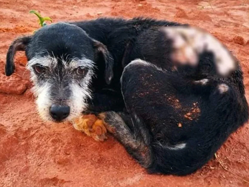 Idoso é multado em R$ 3 mil após abandonar cachorro em estrada rural de cidade na região